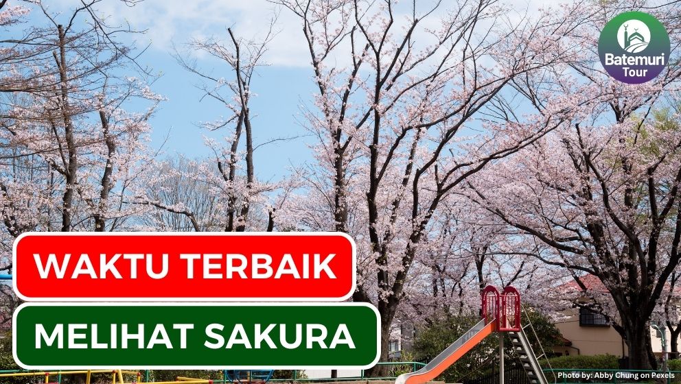 7 Tips Menikmati Puncak Musim Sakura di Jepang